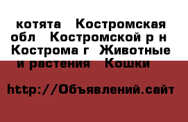 котята - Костромская обл., Костромской р-н, Кострома г. Животные и растения » Кошки   